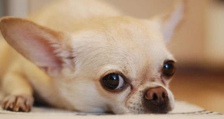 picture of a Chihuahua