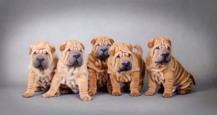 picture of a chinese shar-pei