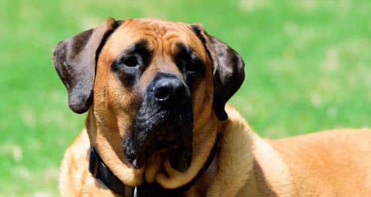 picture of a mastiff