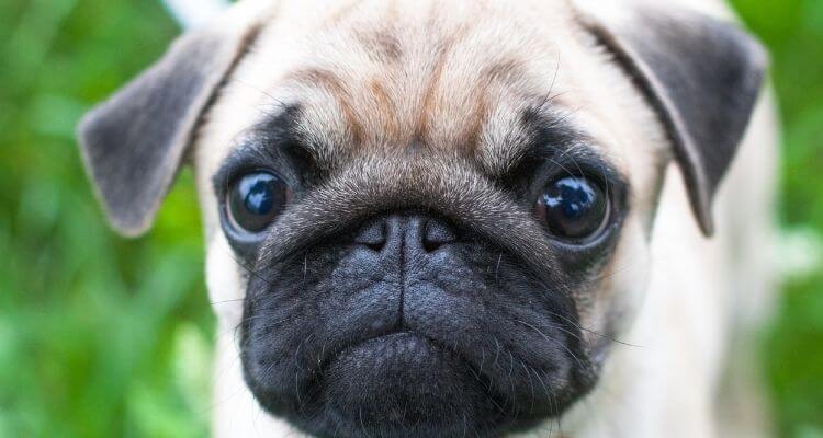 picture of a pug