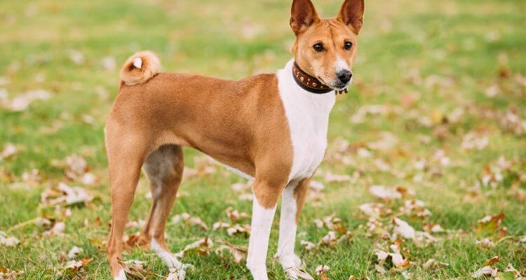 picture of a basenji