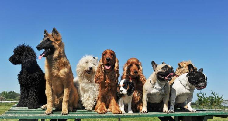 5 Best Dog Breeds for Nurses