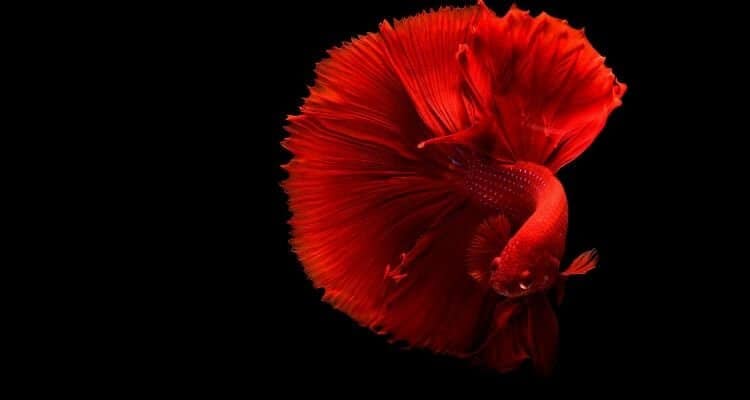 betta fish