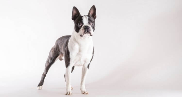 picture of a boston terrier