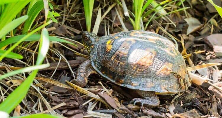 box turtle