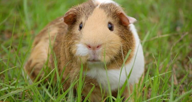 guinea pig