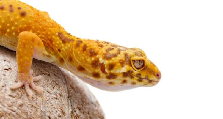 leopard gecko