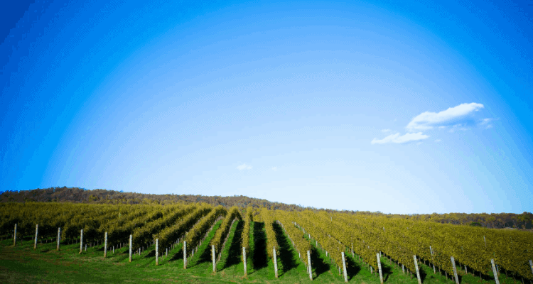 Beautiful vineyard view in Charlottesville, Virginia