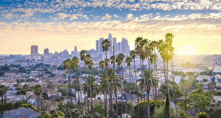 Palm trees overview in Las Angeles, California