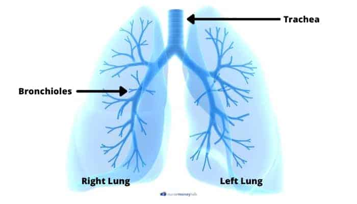 lung parts that are labeled 